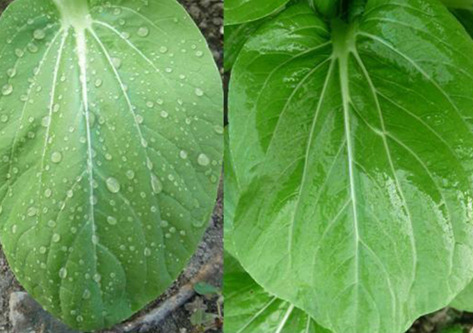 農業植物保護におけるシリコン製品の適用