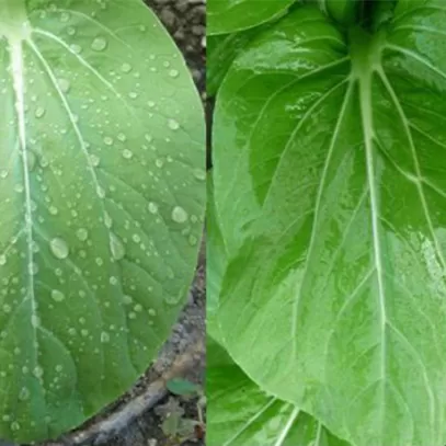 Application of Silicone Products in Agricultural Plant Protection