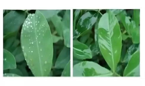 Talk about polyether modified heptamethyl trisiloxane (HC-YM9362) : structural characteristics, synthesis process and innovative applications